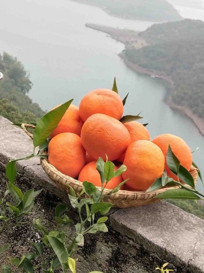 沃柑，广西沃柑，贵港沃柑，产地供应，对接大型批发商