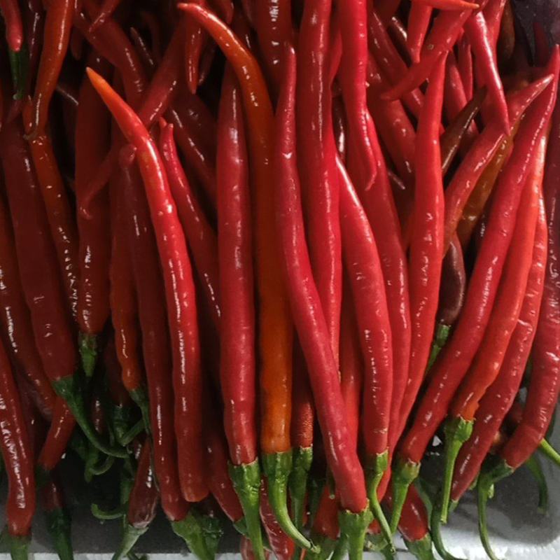 芜湖精品红线椒大量上市中产地发货支持视频看货实地考察
