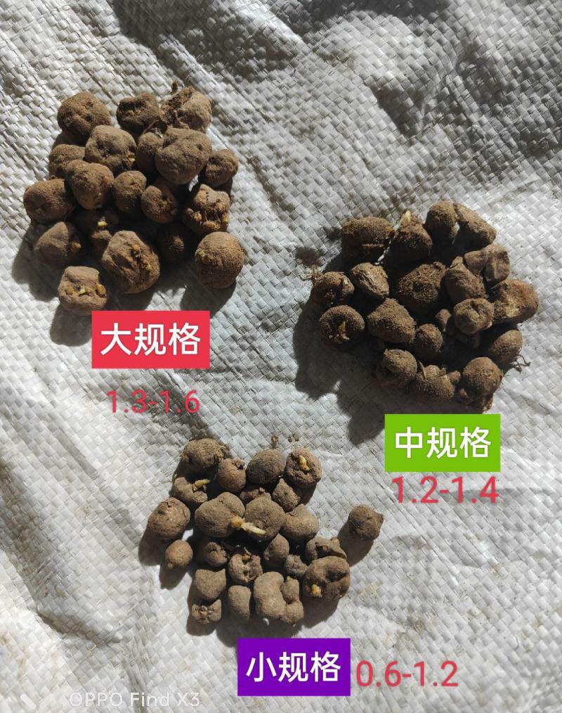 药材苗元胡种子延胡索苗玄胡苗阳台室内植物苗