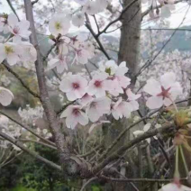 日本晚早樱