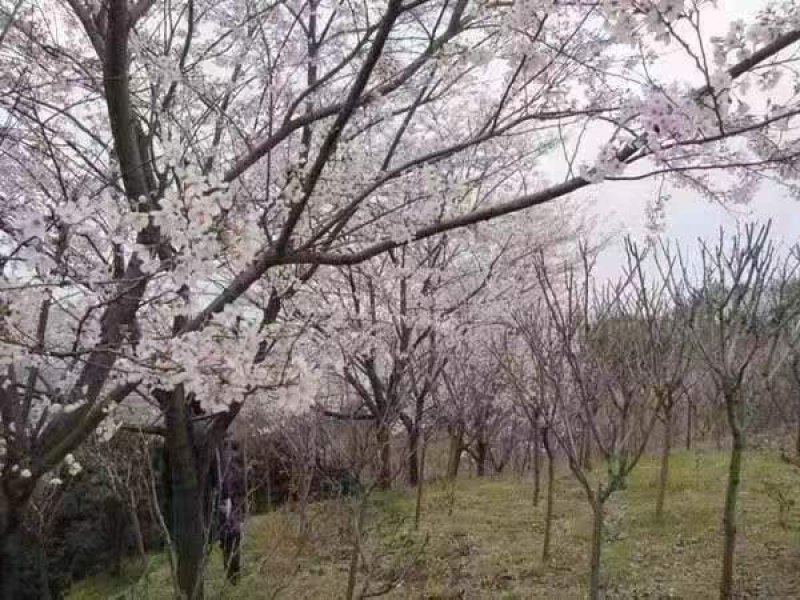 日本晚早樱