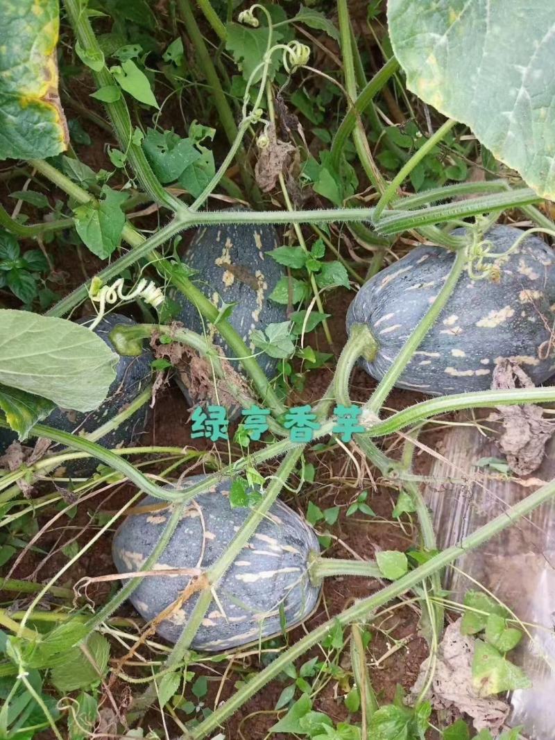 香芋南瓜种子新育成高品质南瓜品种，果肉橙黄味甜有香芋味