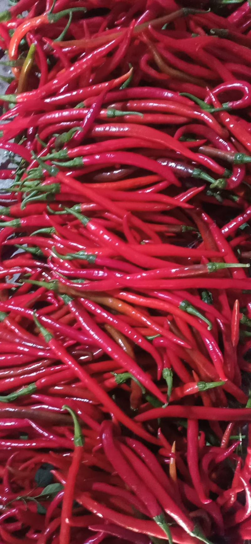 芜湖精品红线椒大量上市中产地发货支持视频看货实地考察