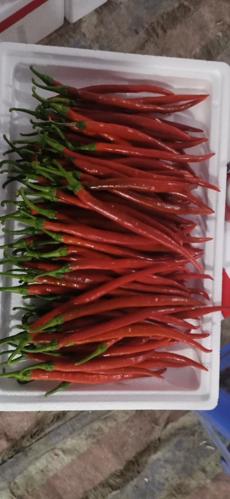 芜湖精品红线椒大量上市中产地发货支持视频看货实地考察