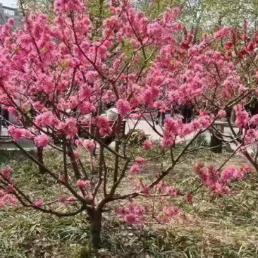 红花碧桃