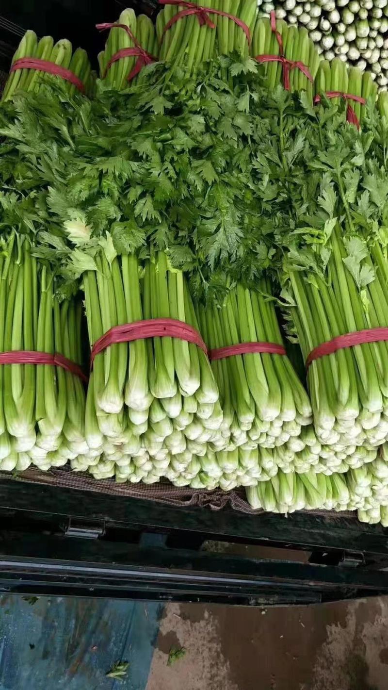 河北邯郸本地芹菜大量上市，价格美丽，质优量大！