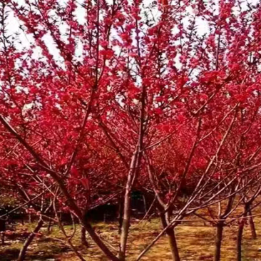 红叶碧桃