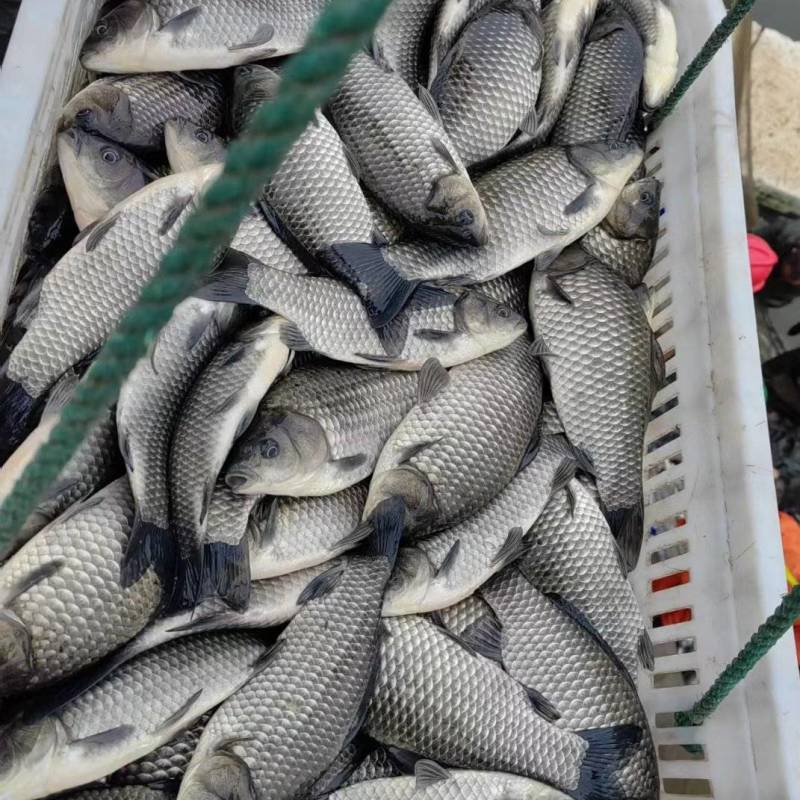 【重庆】优质鲫鱼苗成活率高，有损包赔精品鲫鱼诚信为本