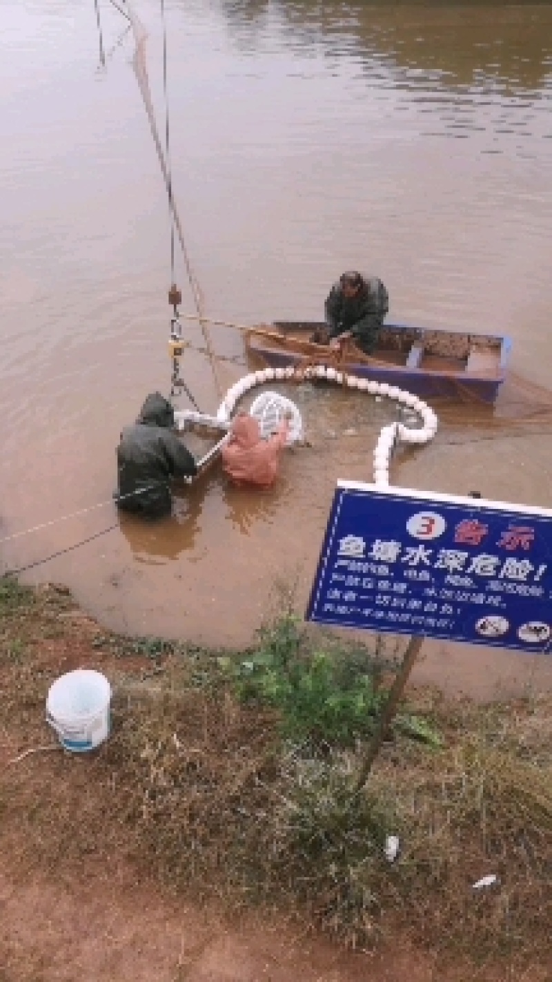 【重庆】优质鲫鱼苗成活率高，有损包赔精品鲫鱼诚信为本