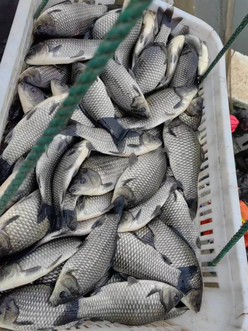 【重庆】优质鲫鱼苗成活率高，有损包赔精品鲫鱼诚信为本