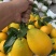脐橙香橙木瓜蜜丁产地漳州平和纯甜无渣无酸代办供应批发市场