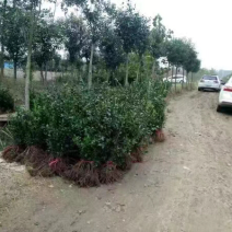 冬青小苗
