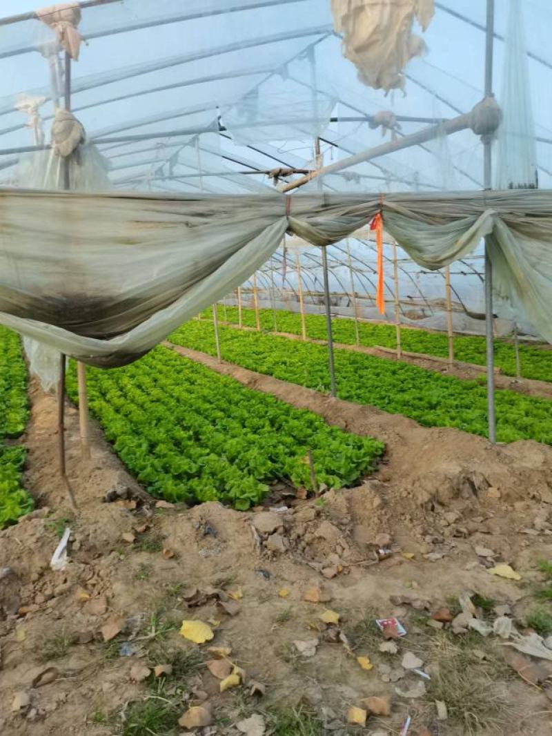 【推荐】意大利生菜产地直供品质保证欢迎来电咨询