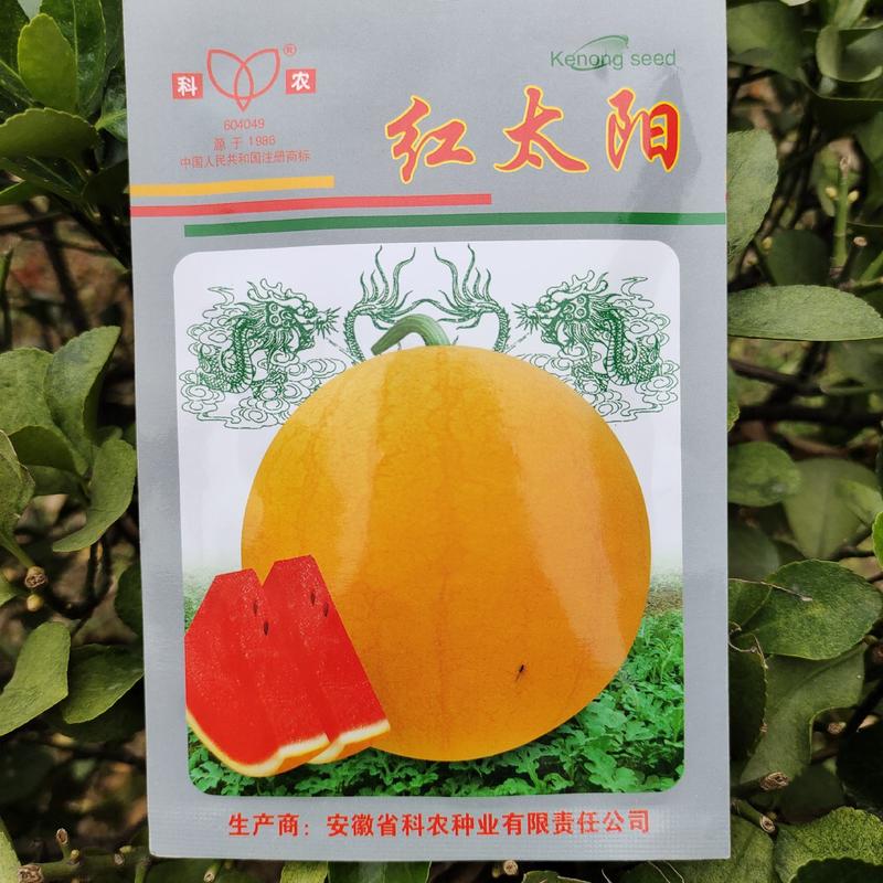 【西瓜种子】红太阳黄皮红瓤超甜西瓜种籽早熟南方四季种子