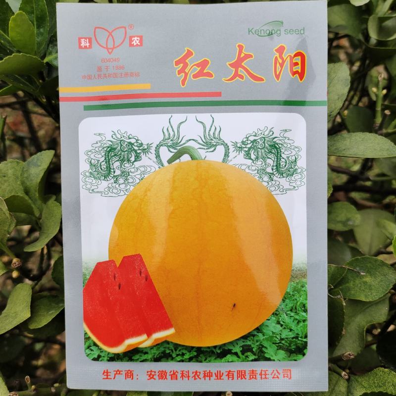 【西瓜种子】红太阳黄皮红瓤超甜西瓜种籽早熟南方四季种子