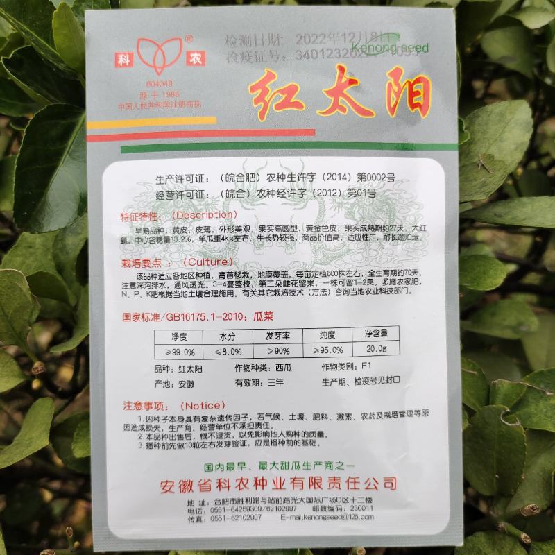 【西瓜种子】红太阳黄皮红瓤超甜西瓜种籽早熟南方四季种子