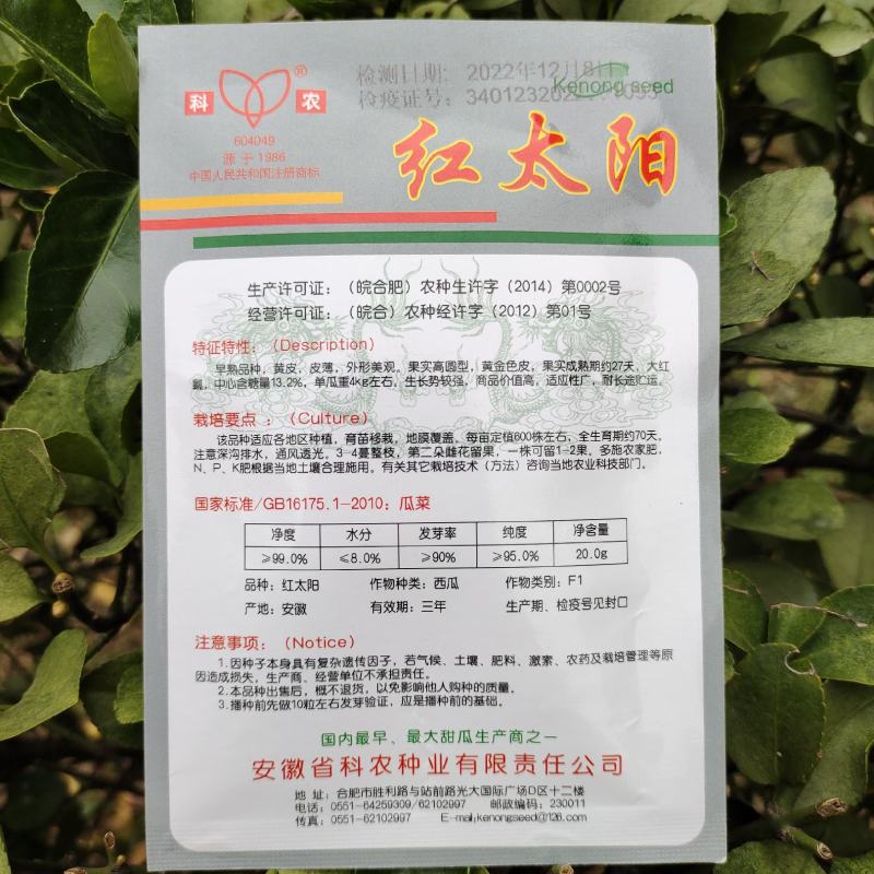 【西瓜种子】红太阳黄皮红瓤超甜西瓜种籽早熟南方四季种子