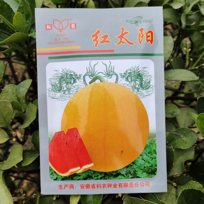 【西瓜种子】红太阳黄皮红瓤超甜西瓜种籽早熟南方四季种子