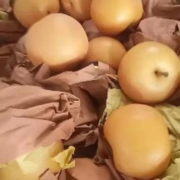 秋月梨90以上大量现货？