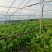 大棚芹菜对接超市大型商场批发市场产地直供货源稳定