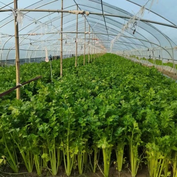大棚芹菜对接超市大型商场批发市场产地直供货源稳定