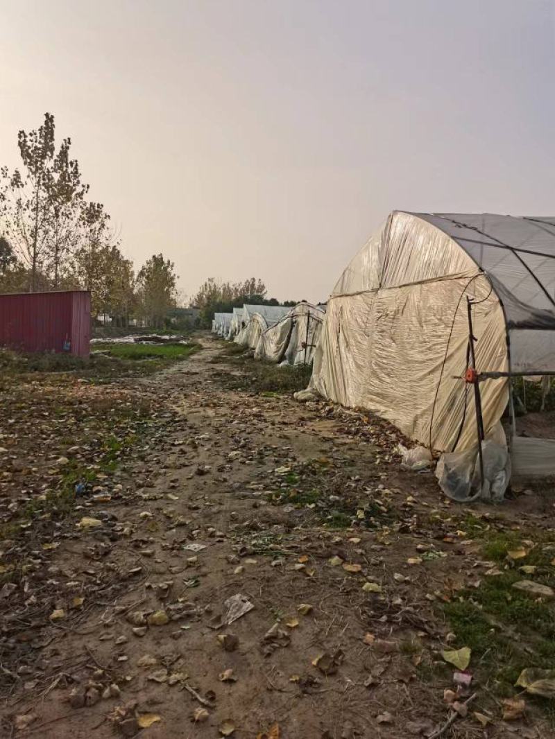 大棚芹菜对接超市大型商场批发市场产地直供货源稳定