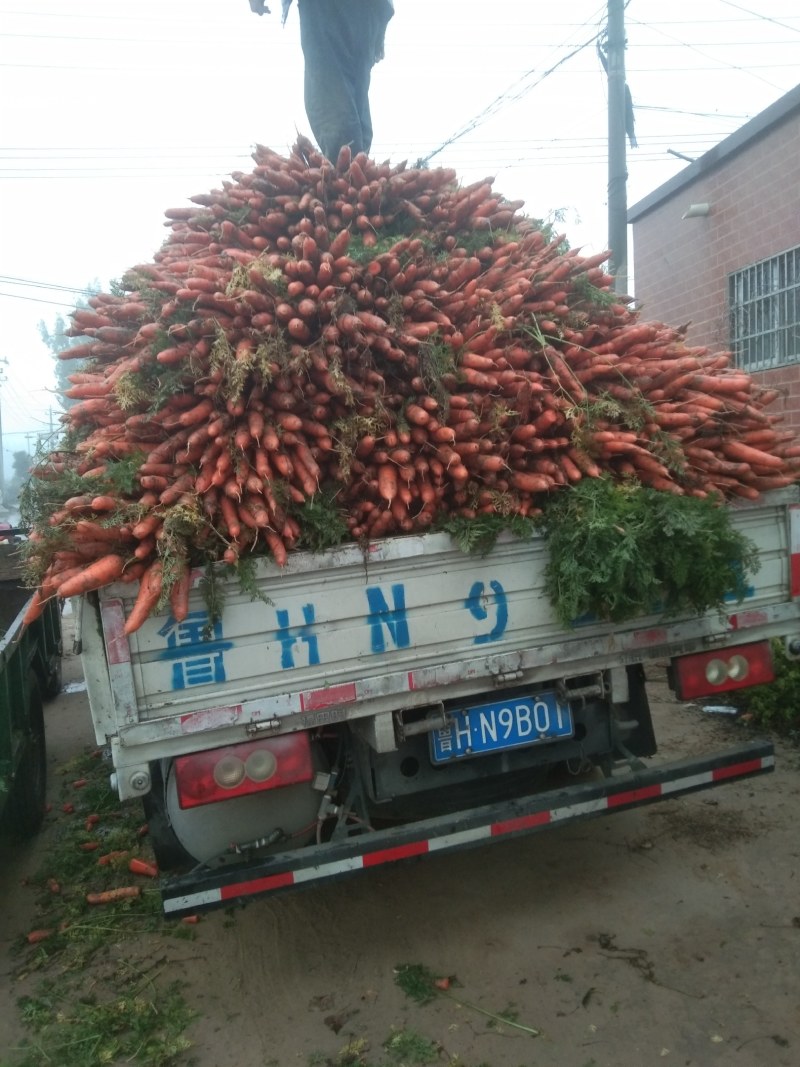 沙发红萝卜货源充足，口味脆甜，价格便宜