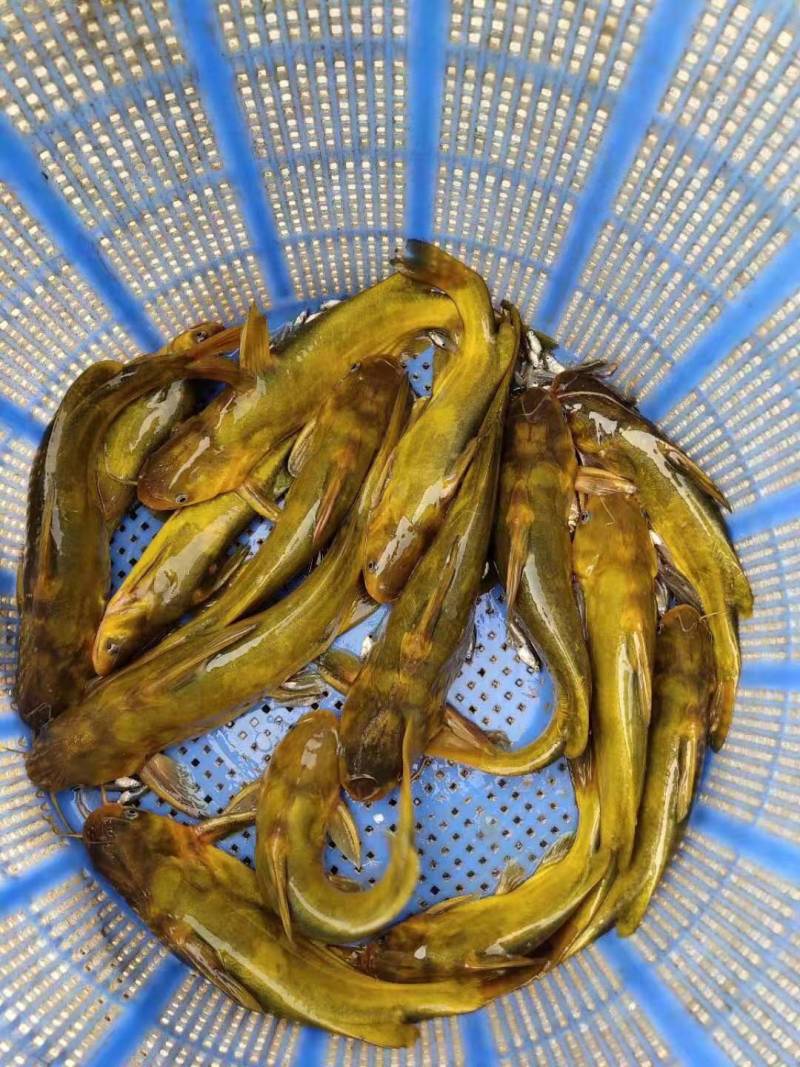 【推荐】重庆草鱼苗规格齐全，保质可电询咨询可看货