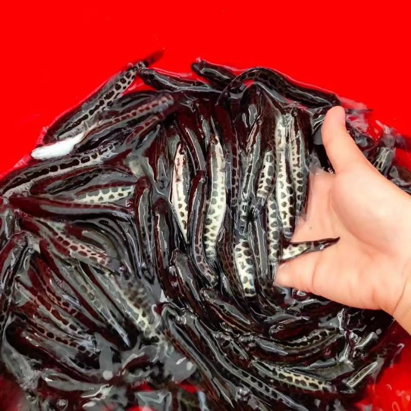 【推荐】重庆草鱼苗规格齐全，保质可电询咨询可看货