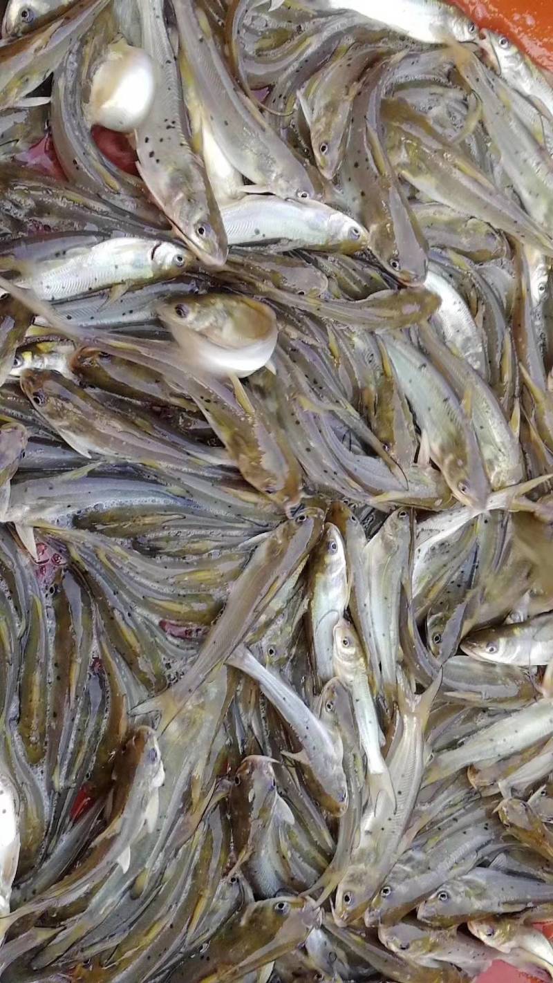 【推荐】重庆草鱼苗规格齐全，保质可电询咨询可看货