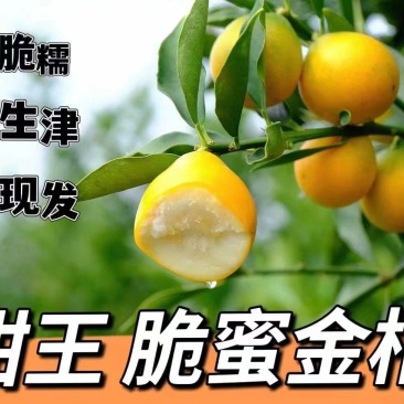 柳州融安土特产脆密金柑产地直发价格美丽口感香甜