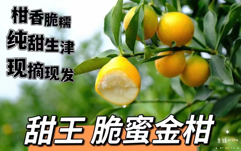 柳州融安土特产脆密金柑产地直发价格美丽口感香甜