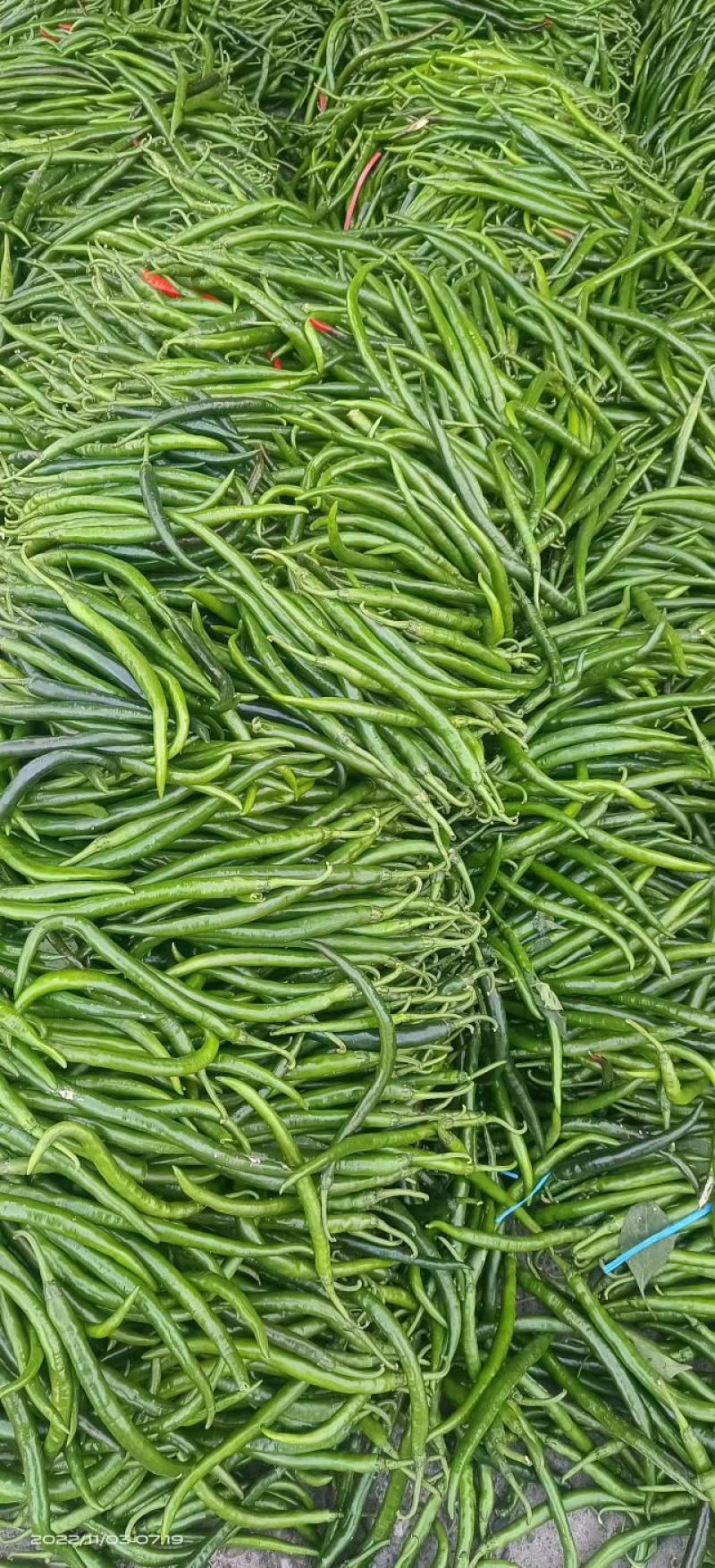 【精品线椒】露天种植无添加，售后无忧，产地直发，欢迎光临