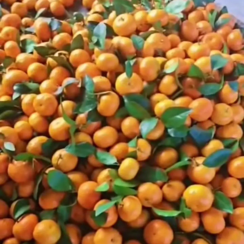 2023广西贺州沙糖橘精品果上等货，货源充足实力代办