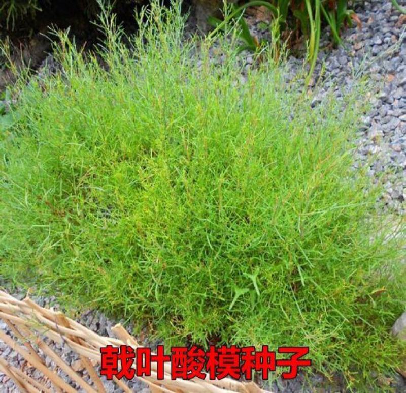 戟叶酸模种子林木种籽四季边坡护坡矿山生态修复恢复用种灌木