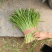 乐亭头茬韭菜大量上市可当天采摘当天发货价格美丽