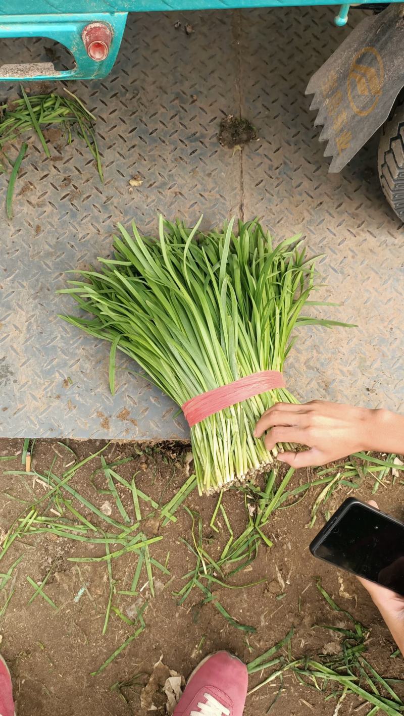 乐亭头茬韭菜大量上市可当天采摘当天发货价格美丽