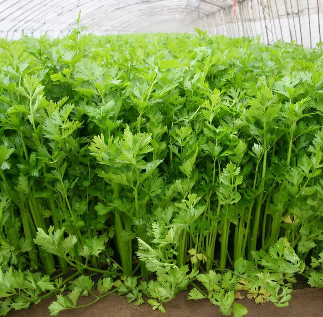 一片茂密的芹菜田,整齐排列的绿色植株覆盖田地,农民弯腰进行田间管理,远处可见温室大棚,展现现代化生态种植场景 农田中正在生长的芹菜作物