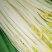 芹菜芹菜芽