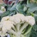 松花菜小米粒安徽青梗白面花菜货源足价格低