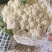 松花菜小米粒安徽青梗白面花菜货源足价格低