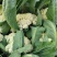 松花菜小米粒安徽青梗白面花菜货源足价格低