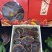 产地货源金边香芝，热卖一件代发欢迎选购