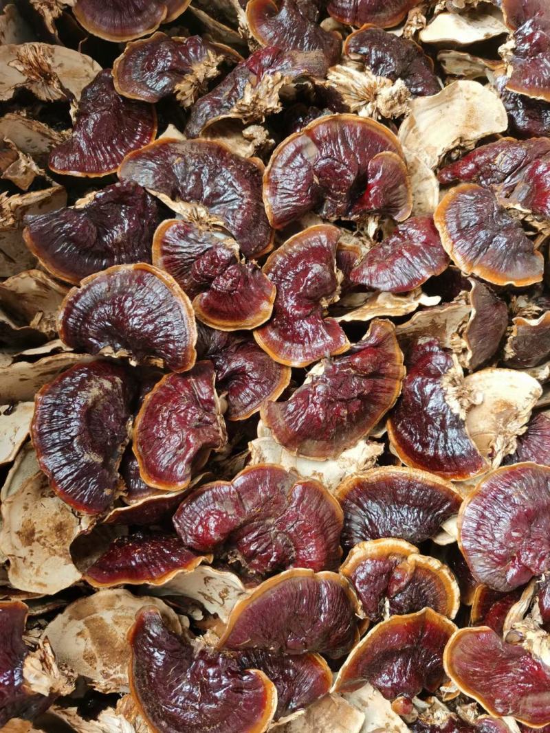 产地货源金边香芝，热卖一件代发欢迎选购