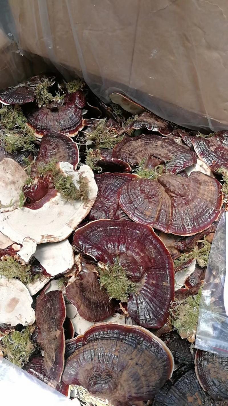 产地货源金边香芝，热卖一件代发欢迎选购