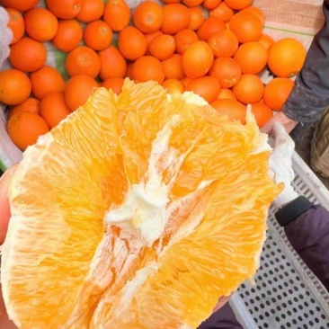 【推荐】湖北纽荷尔脐橙基地直供量大从优欢迎来电咨询