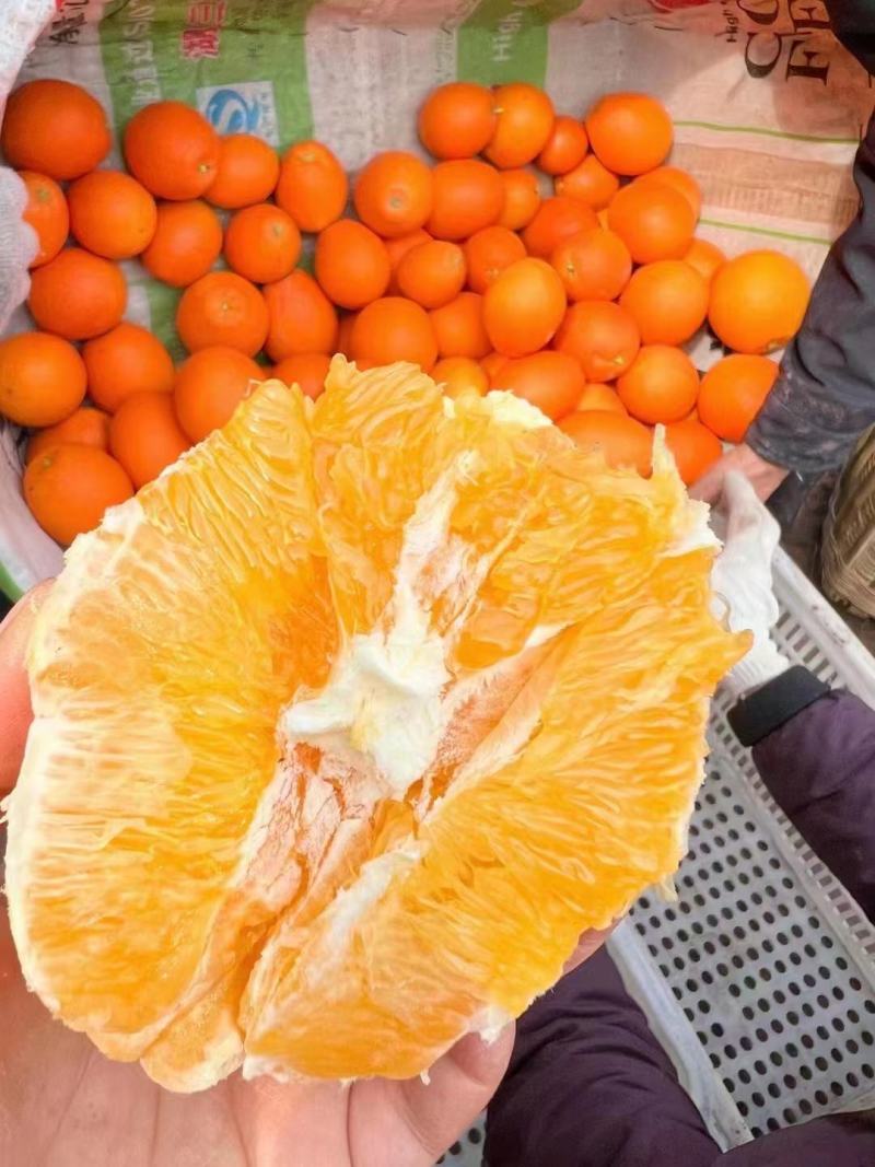 【推荐】湖北纽荷尔脐橙基地直供量大从优欢迎来电咨询