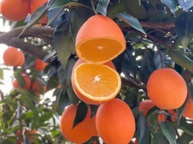 【推荐】湖北纽荷尔脐橙基地直供量大从优欢迎来电咨询