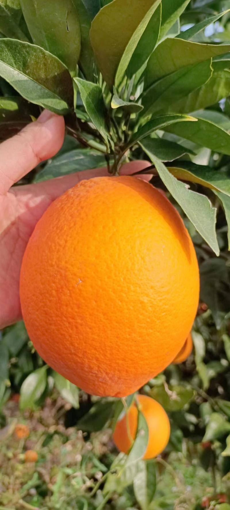 【推荐】湖北纽荷尔脐橙基地直供量大从优欢迎来电咨询