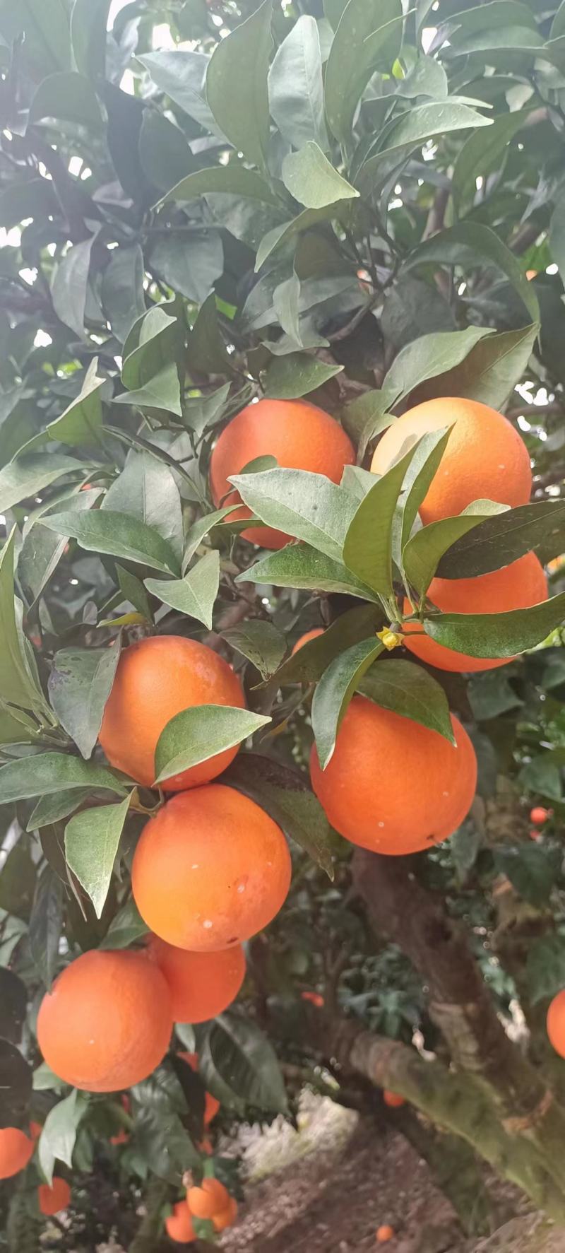 【推荐】湖北纽荷尔脐橙基地直供量大从优欢迎来电咨询